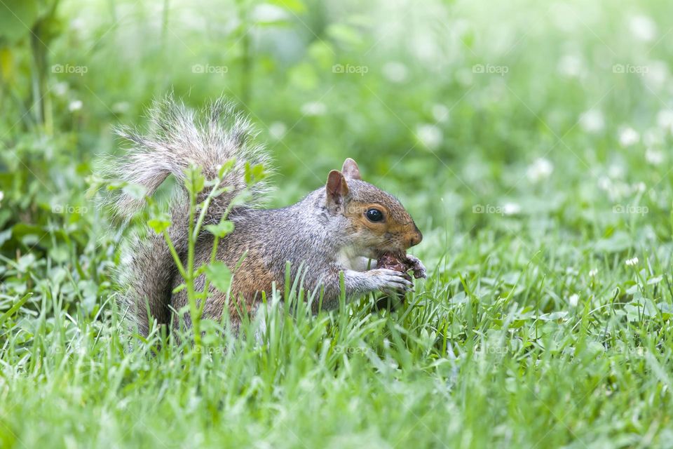 Cute squirrel eating nut in the park