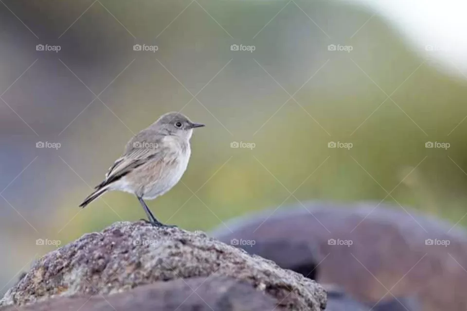 bird