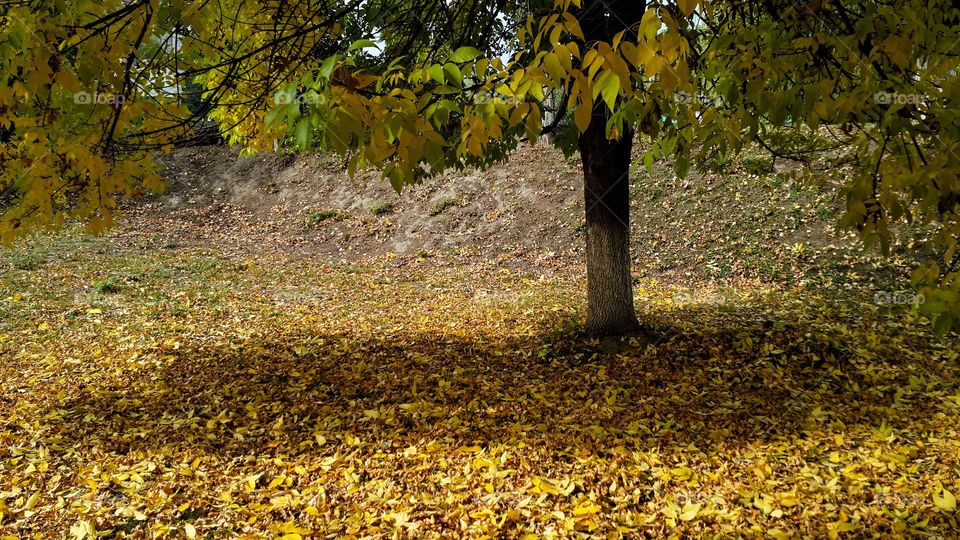 Tree in autumn