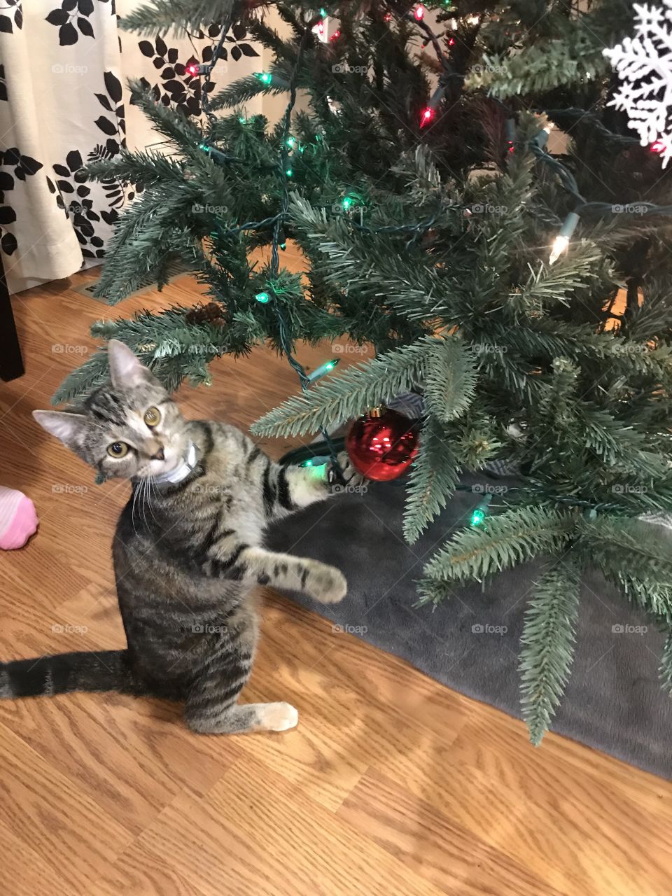 Kitten play Christmas tree 