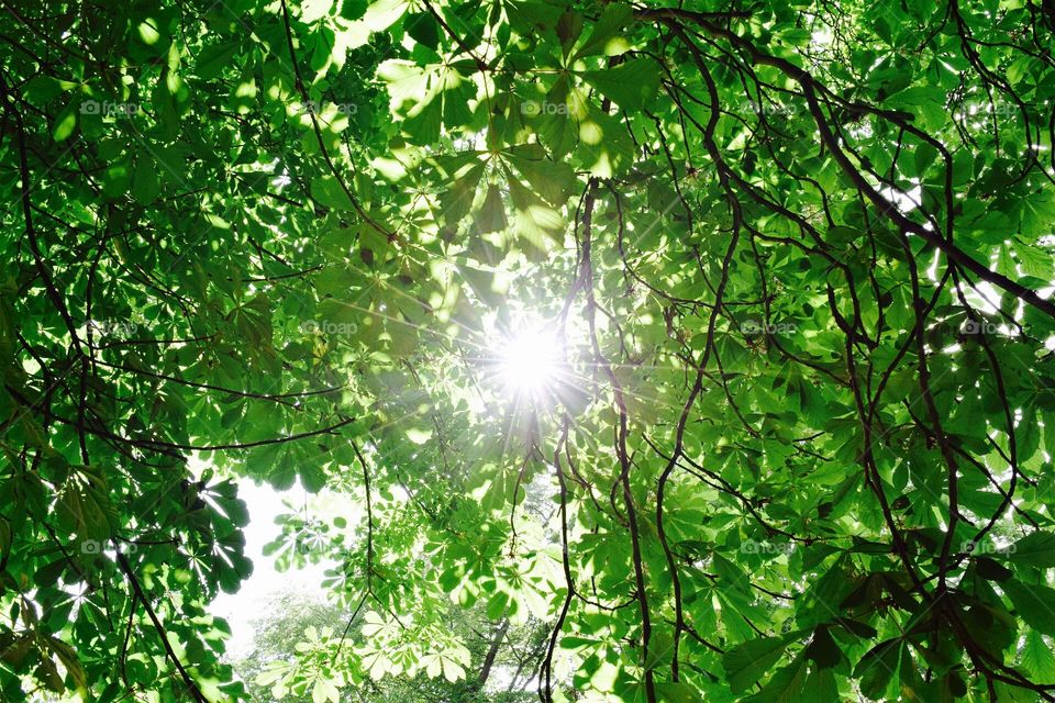 Sunburst through the leaves