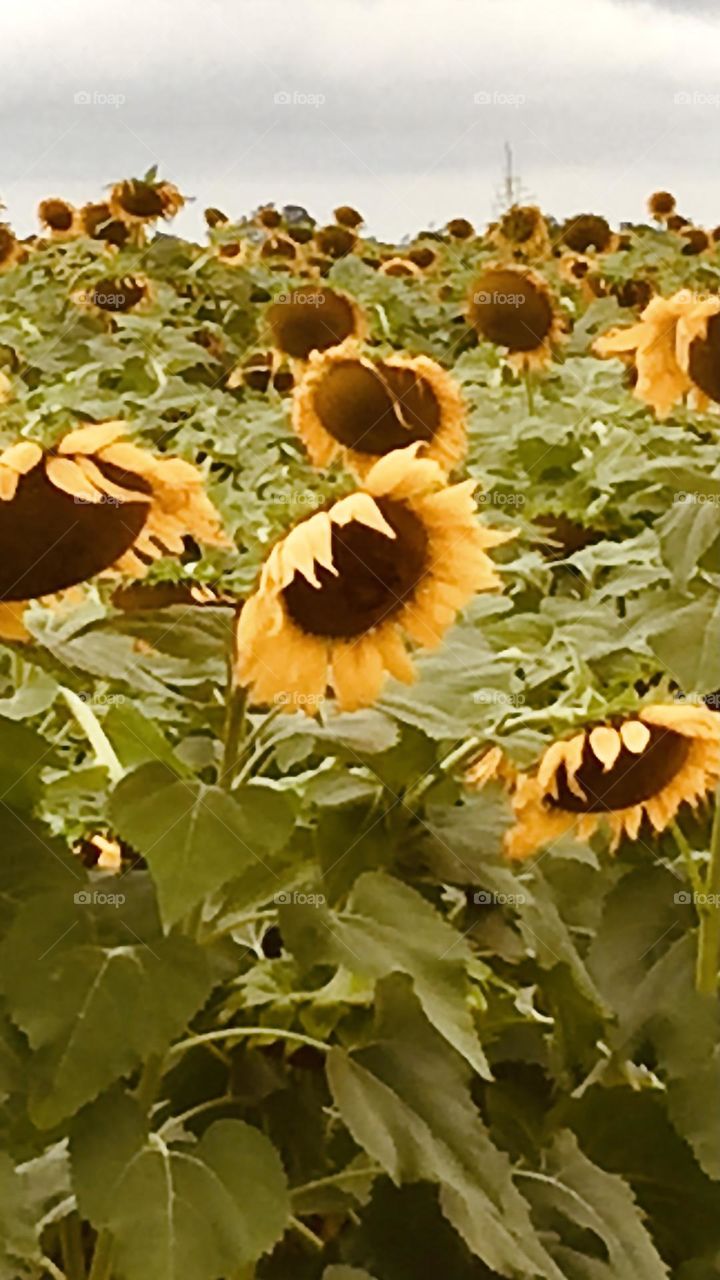 Sunflowers