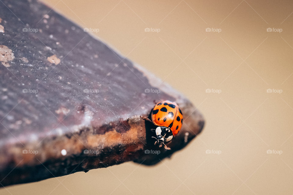 A ladybug on the edge of a fence post