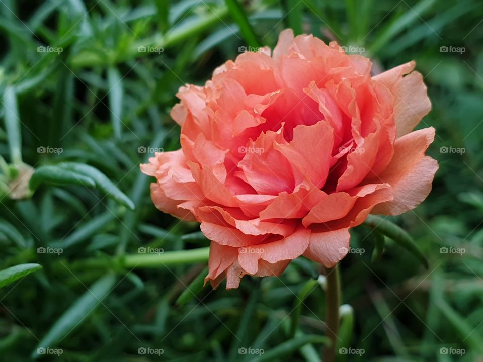 the Portulaca Grandiflora