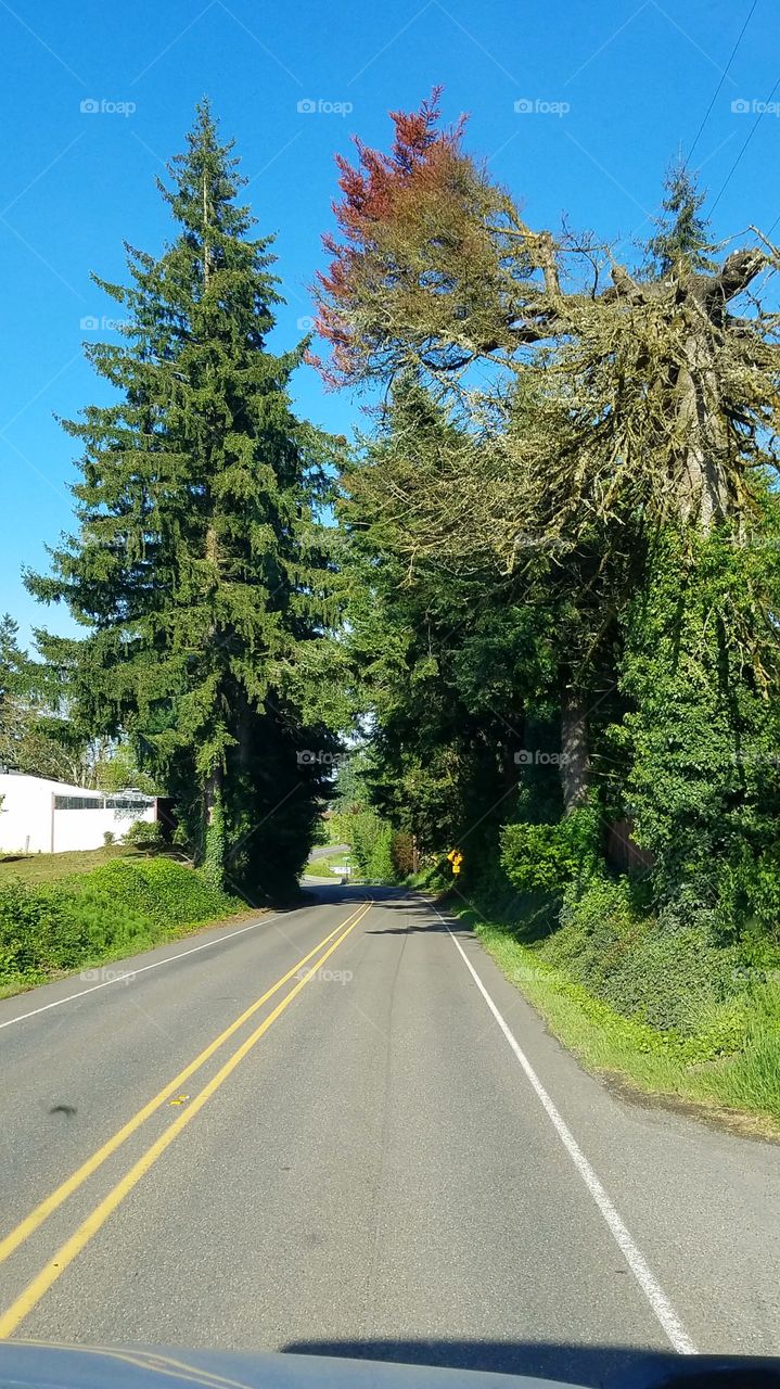 Washington back road