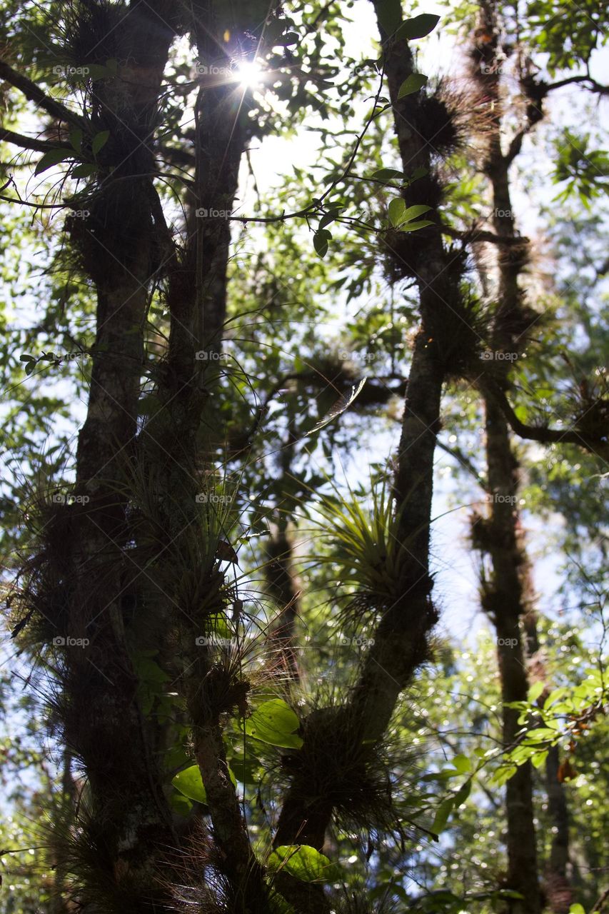 Amazing Natural Bromeliads Also Know as Air Plants