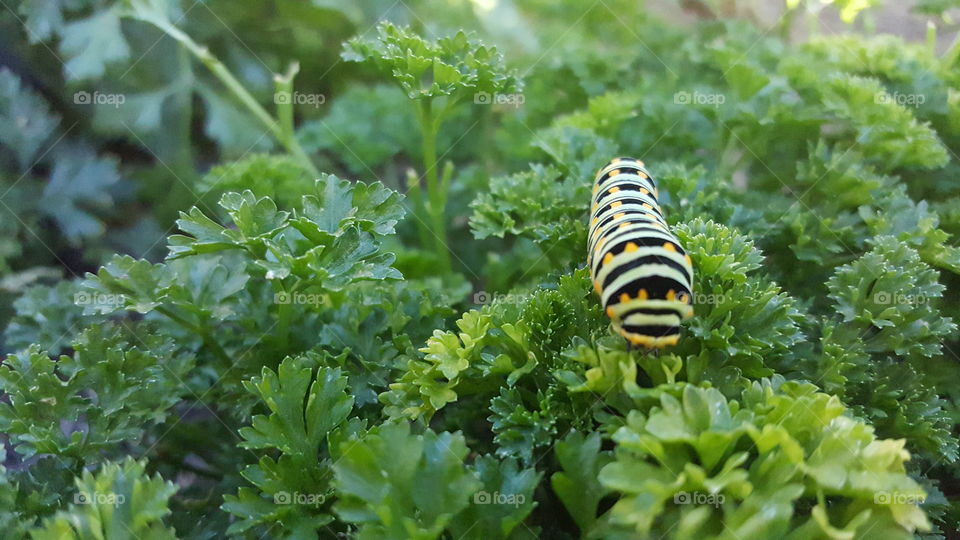 Herb eating Caterpillar