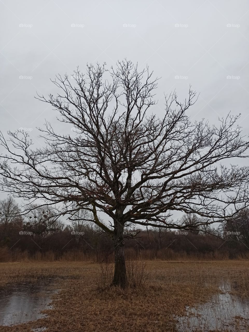old tree alter Baum