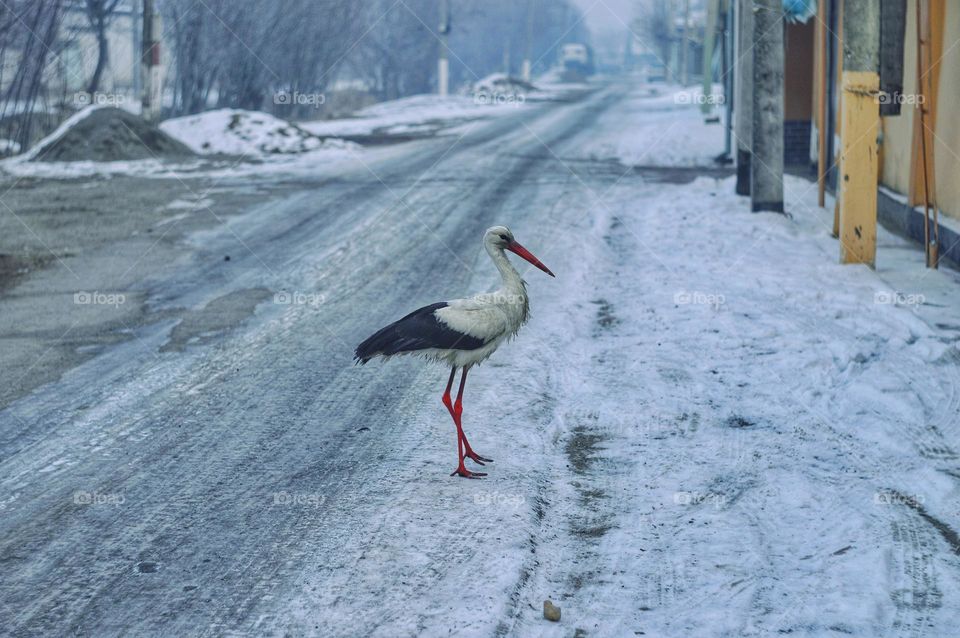 a crane or stork stands on the road in winter