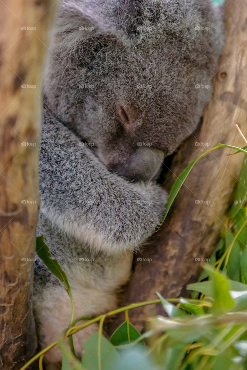 Close-up of koala sleeping on tree
