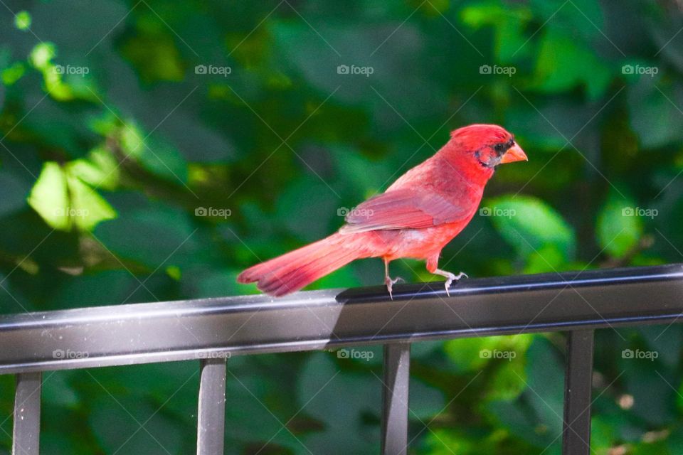 Cardinal on a fence