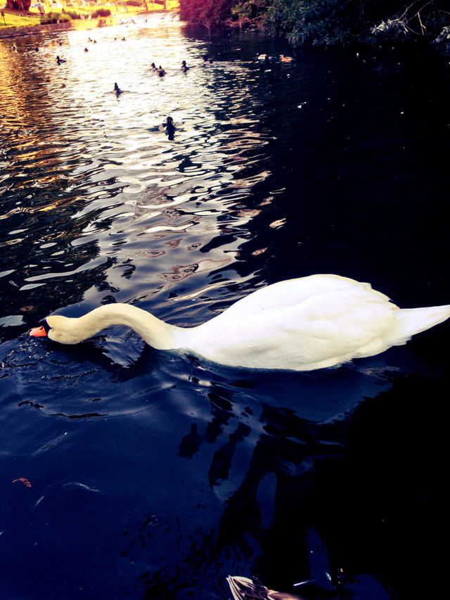 nature white pond water by itsAus