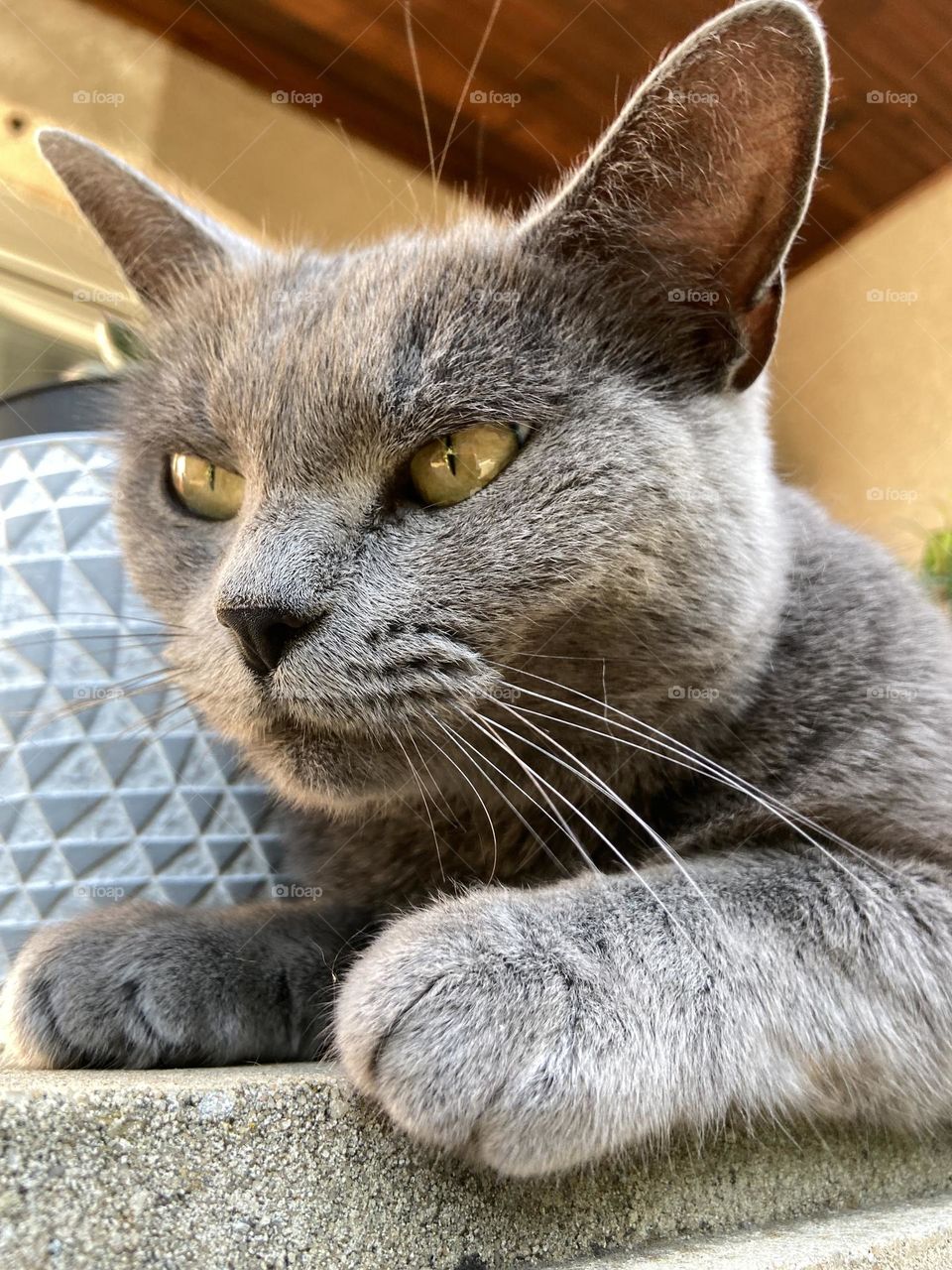 Portrait of grey cat