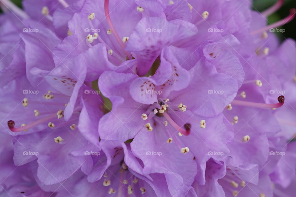 My beautiful rhododendron plant 