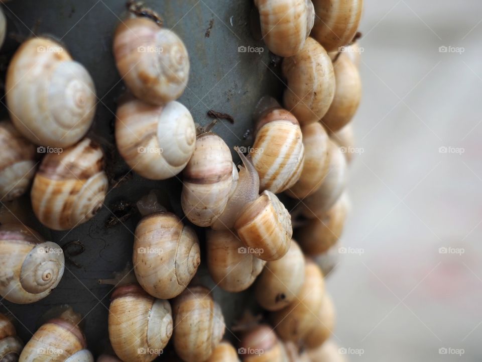 snails