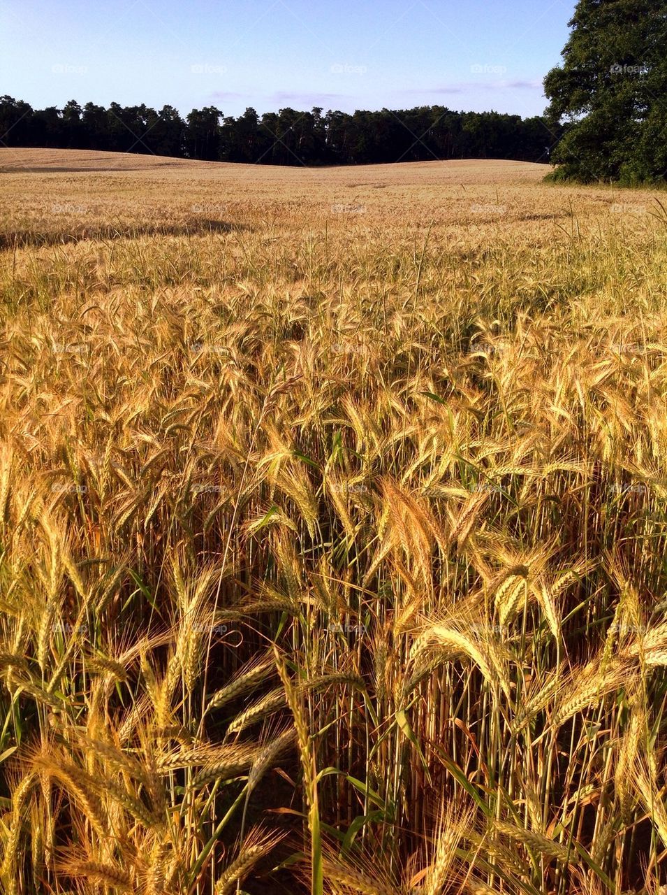 Countryside in summer