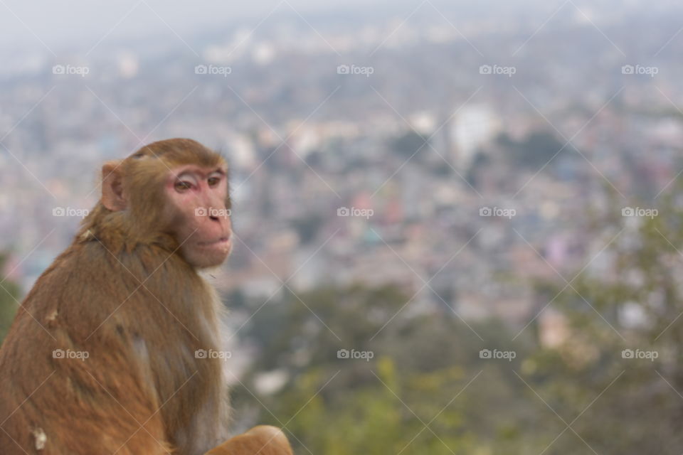 Nepal monkey