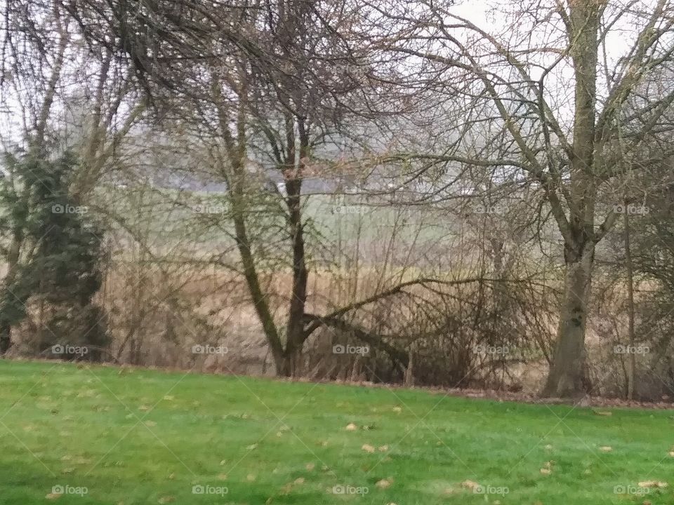 park with misty background