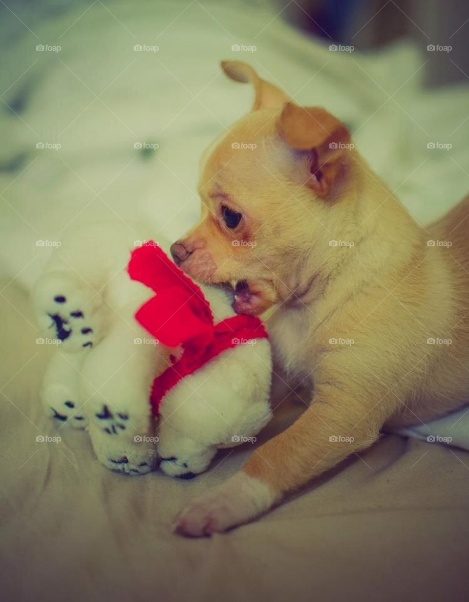 baby play dog toy by severina1