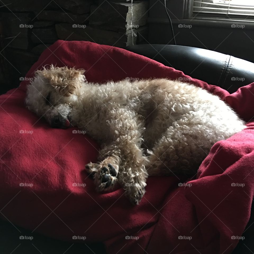 Poodle dog sleeping on his red pillow in natural light.