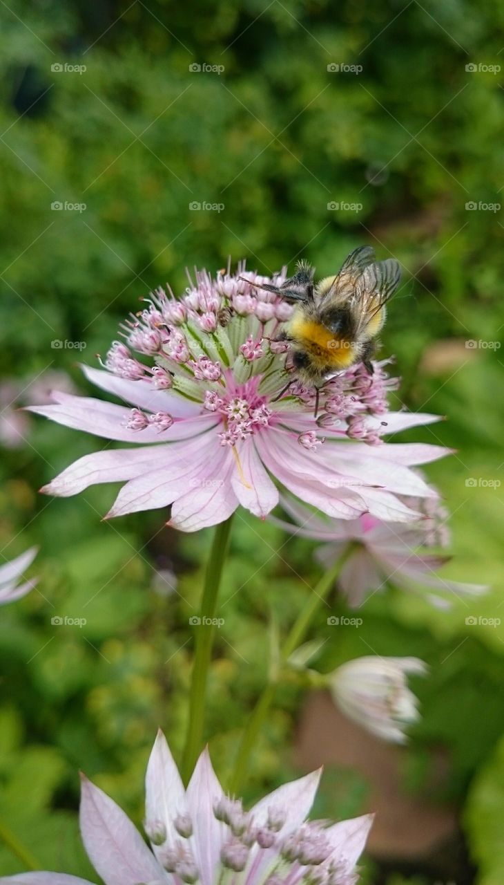 Bumblebee on pink flower