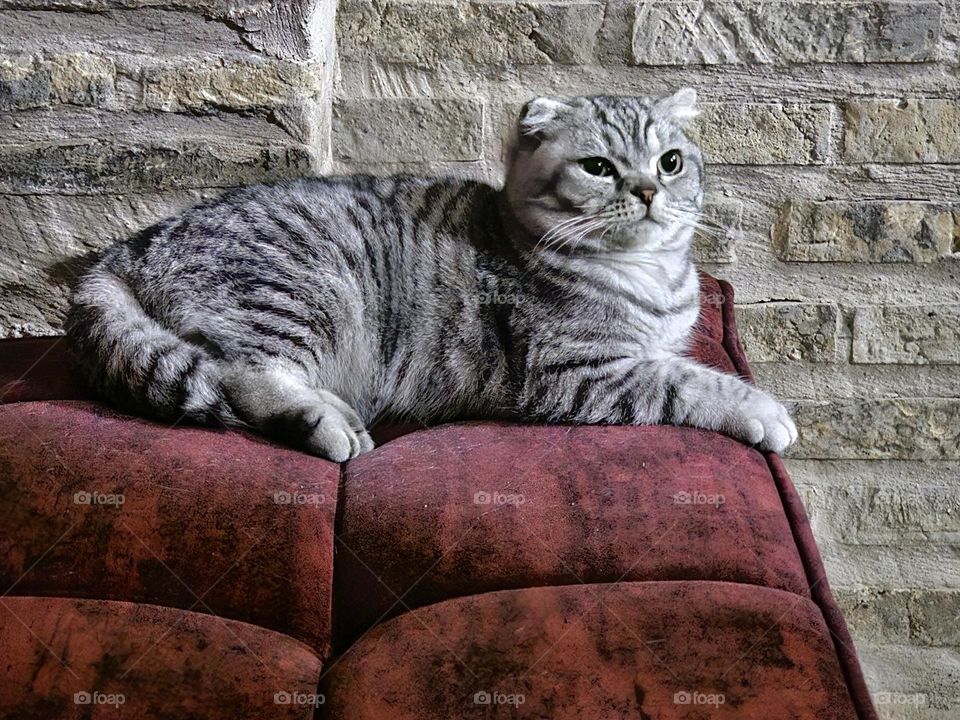 vue de chat à Boukhara