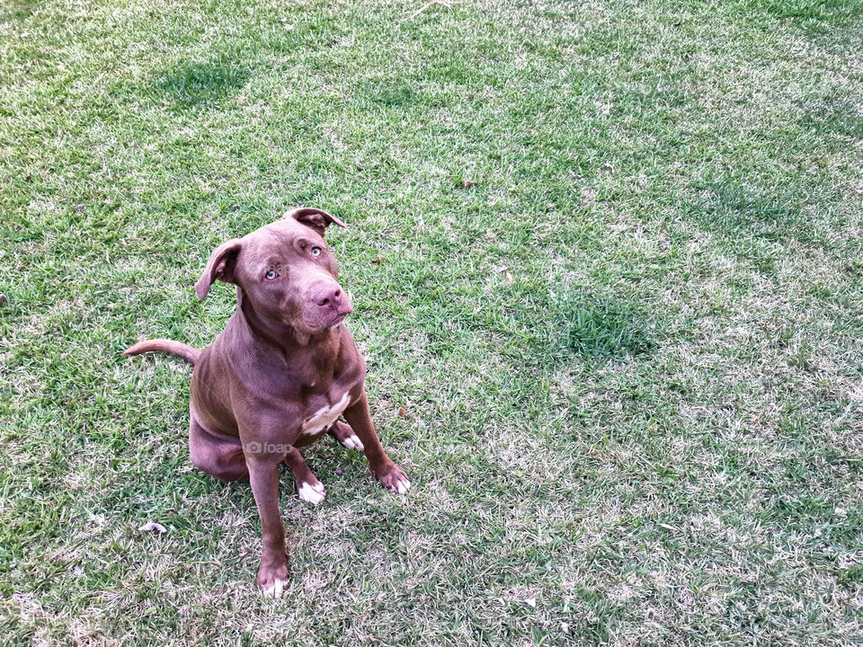 brown dog on the lawn