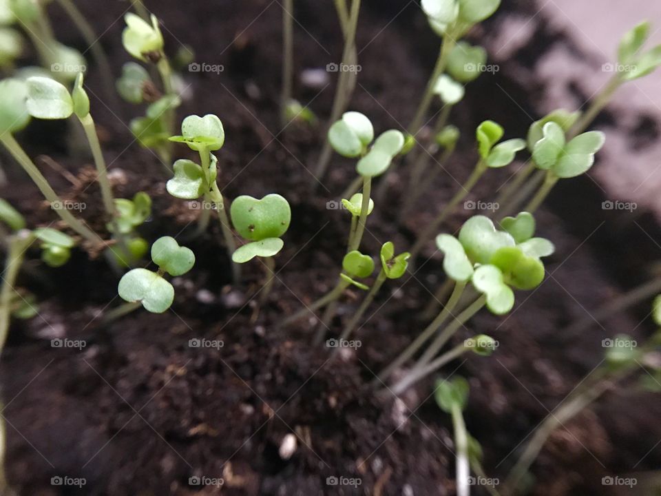 Little plants 