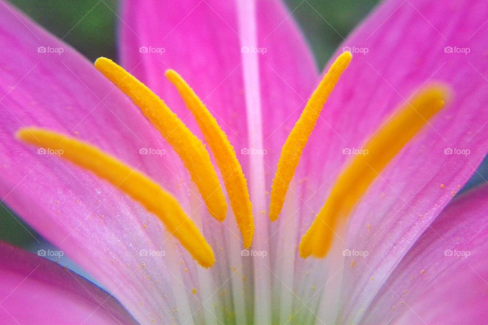 rosepink zephyr lily or pink rain lily