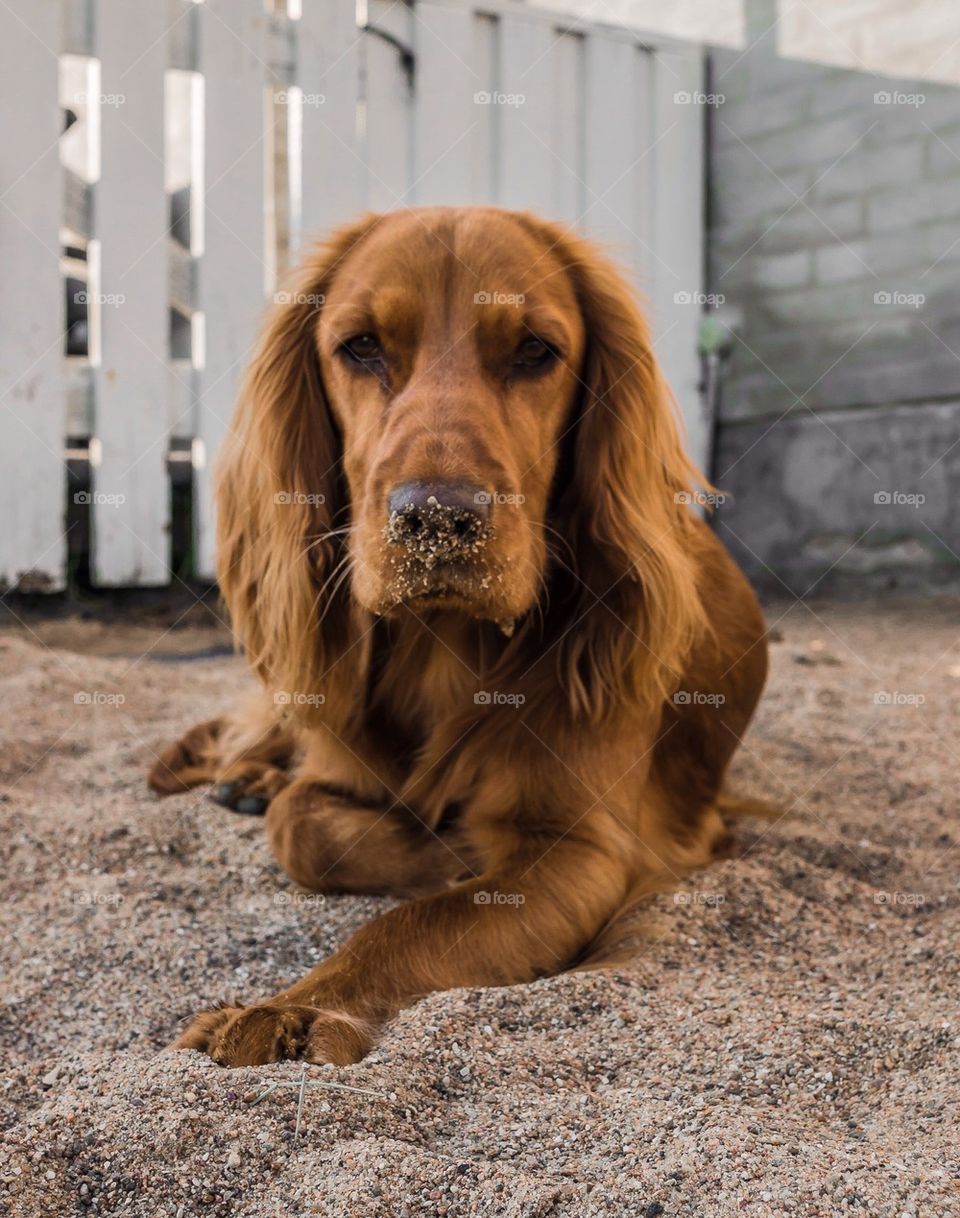 Portrait of dog