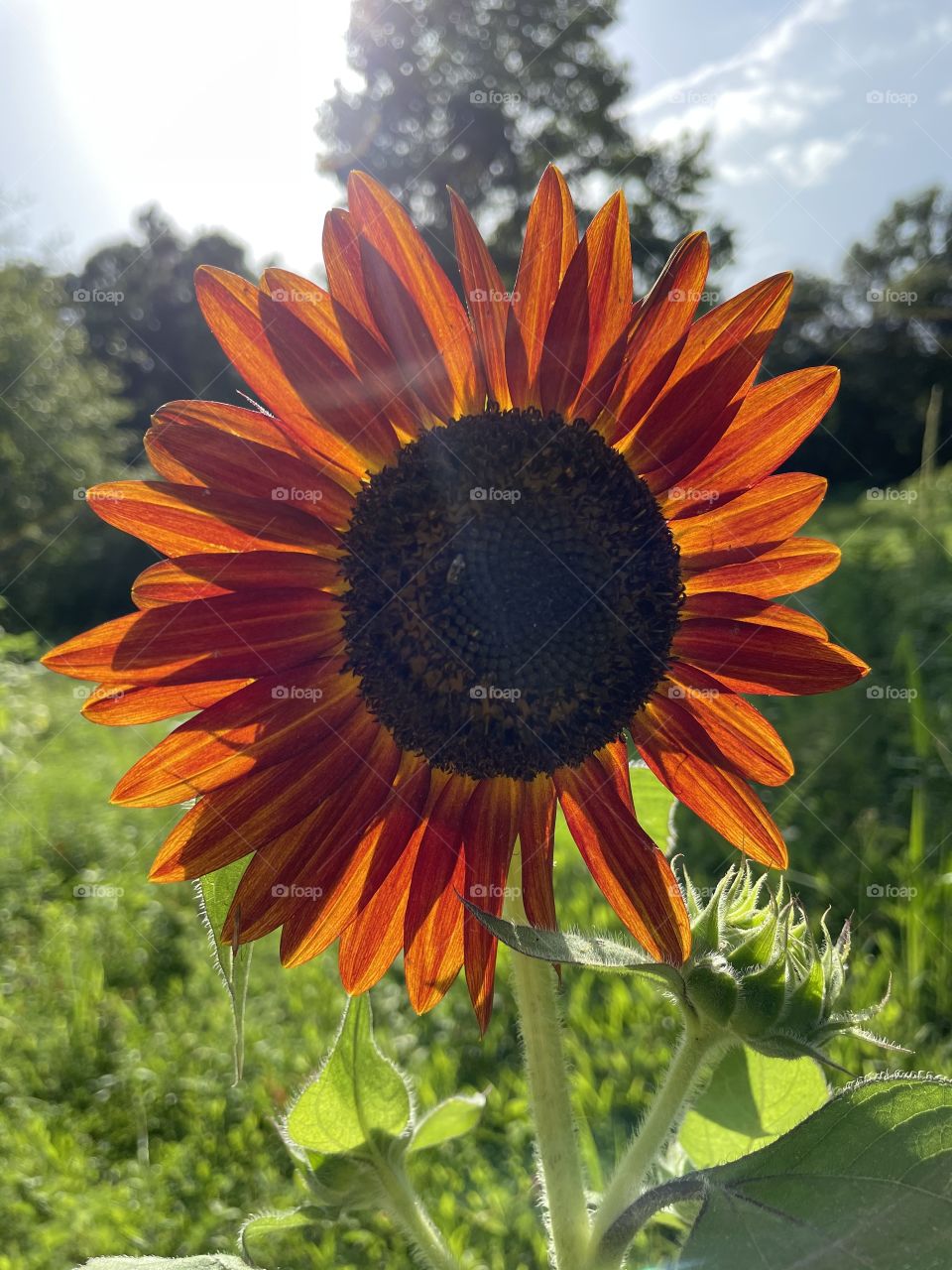 A unique flower 