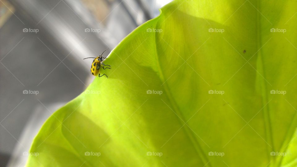 Yellow Bug. Little beetle walking on the edge of a leaf