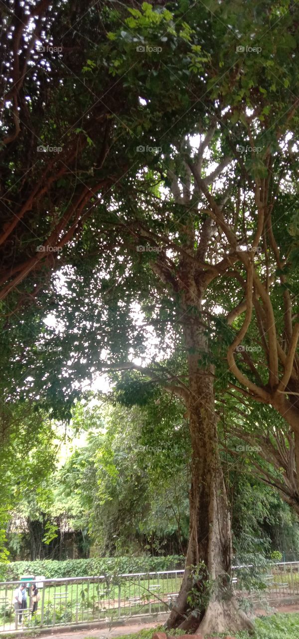 Stay Wild & Beautiful 🌳❤️🧿✨