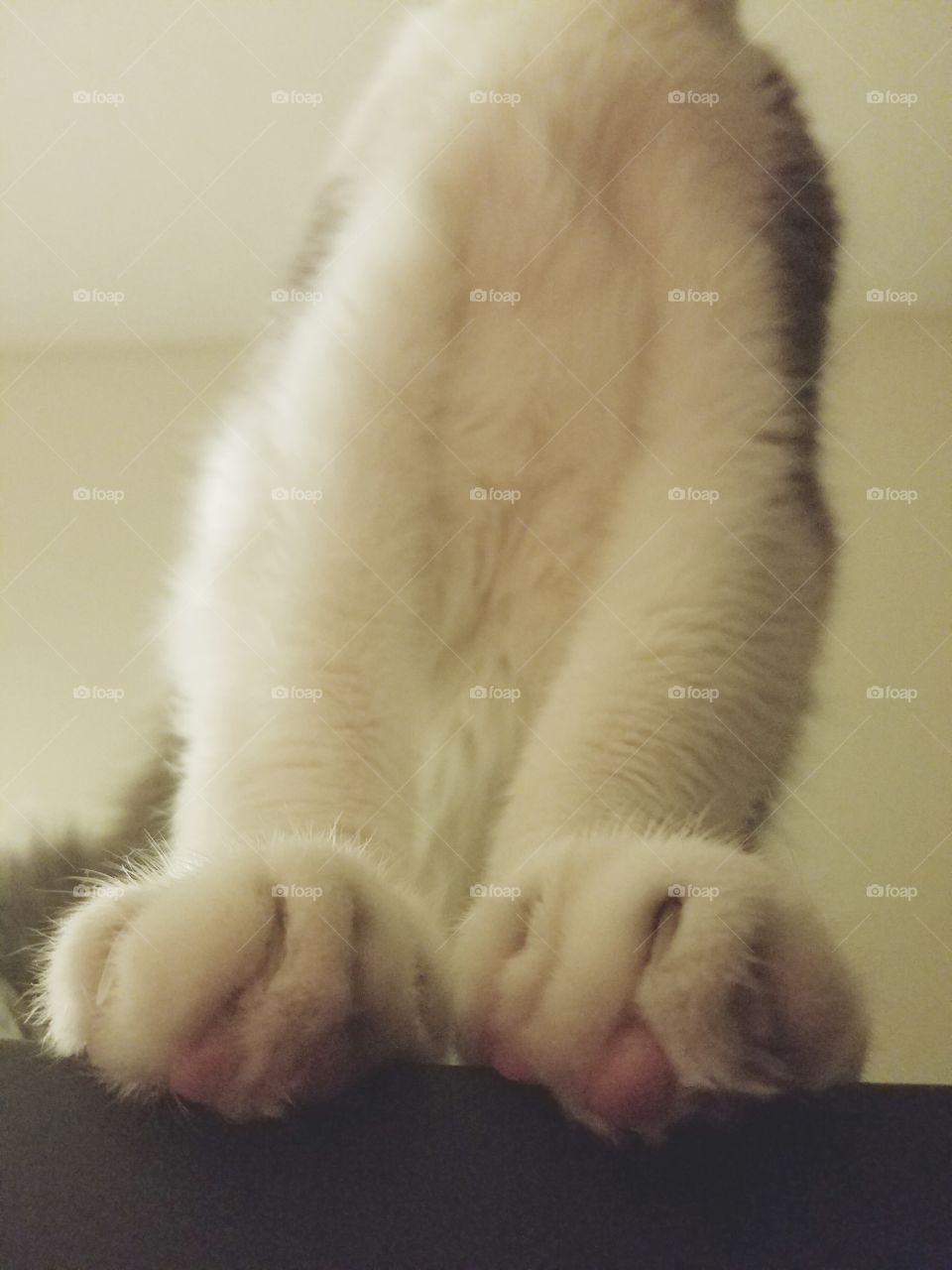 Paws