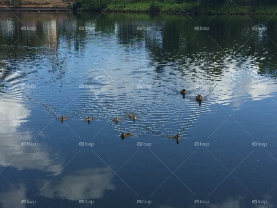 Duck's family at Ala Wai Canal. Duck's couple had baby ducks this year