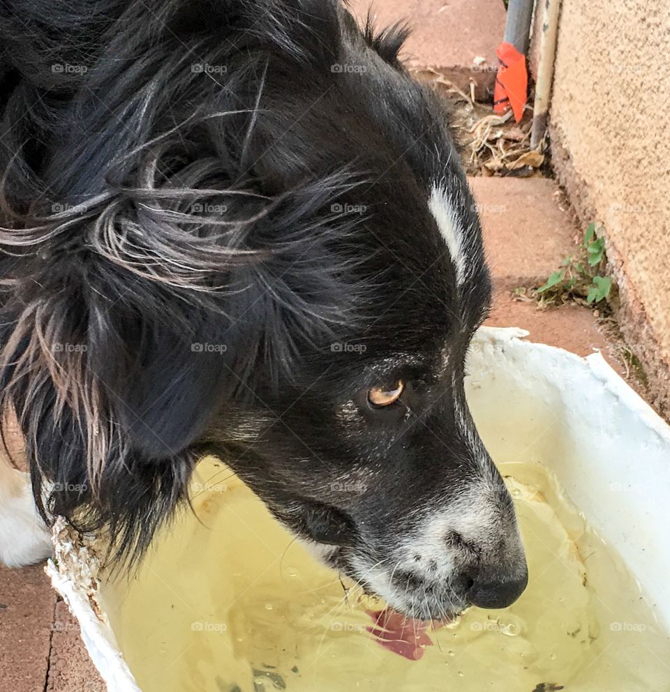Border collie drinking water out of outdoor water bucket in summer 