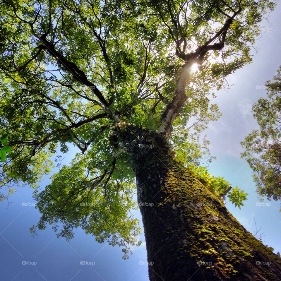 Low angle view of tree