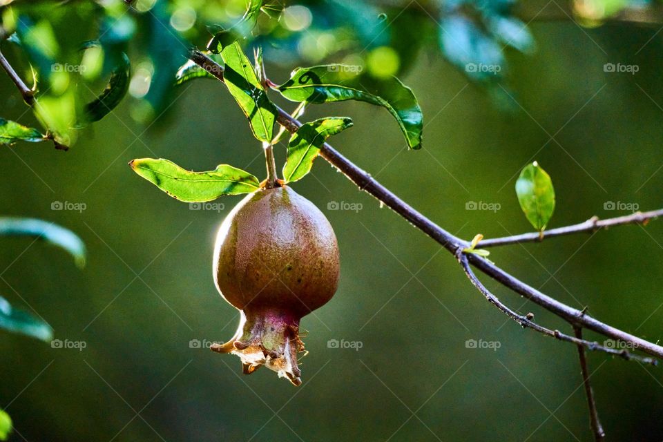 pomegranate fruit