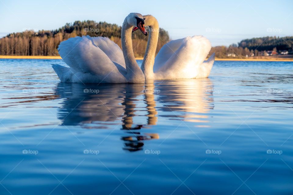 Beautiful spring day ,wildlife wokes up and makes happy moves in nature .
The Swans dancing and show eachother love ,and they are happy tje ice is gone .