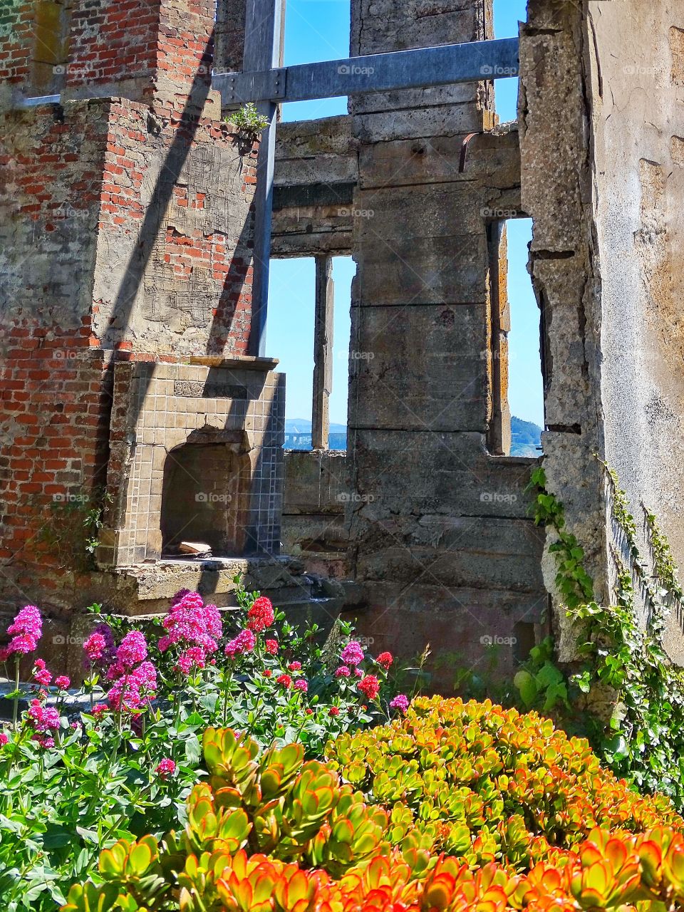 Urban Garden. Flowers Blooming Among Ruined Buildings
