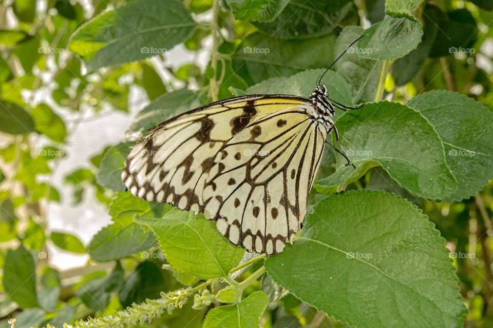 Rice Paper Butterfly , tropical butterfly , Judy Istock Butterfly Haven , Chicago.