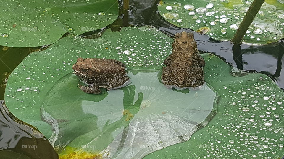 2 frogs enjoying the day on a wet cosy leaf