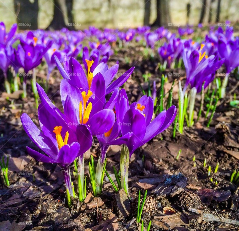 Crocus