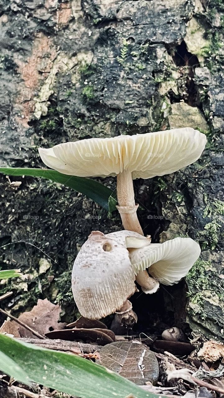 Fungus