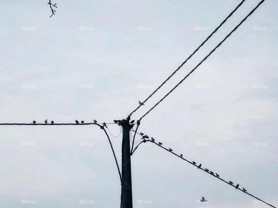 minimal photo of a group of starlings on an electricity pole