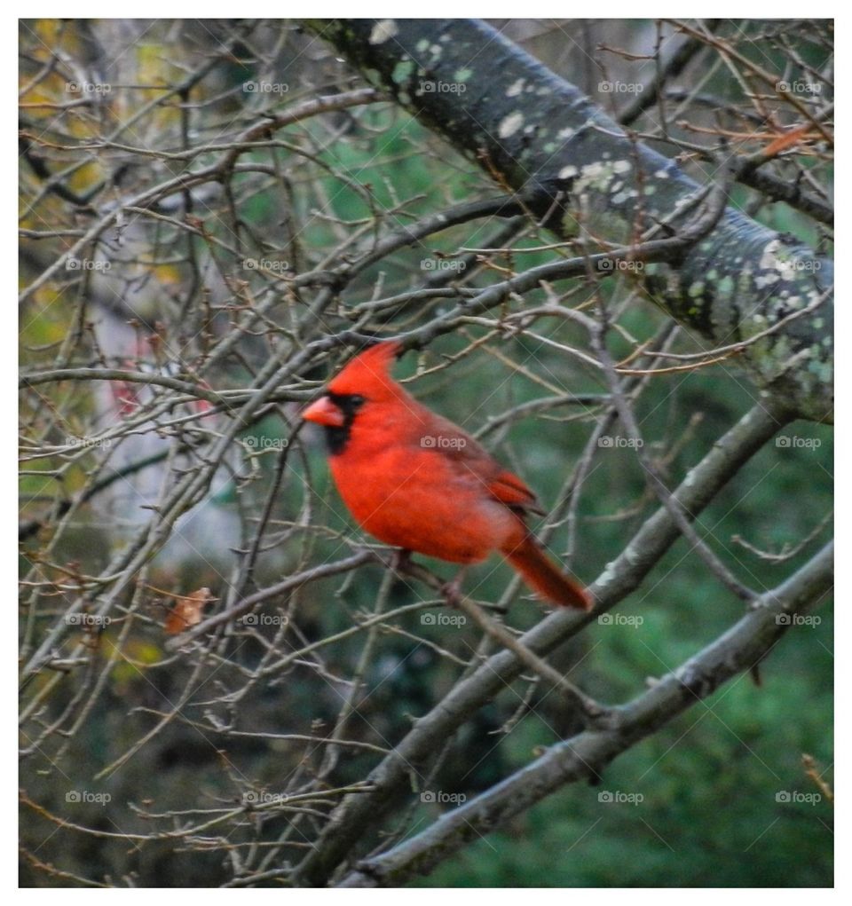 Cardinal