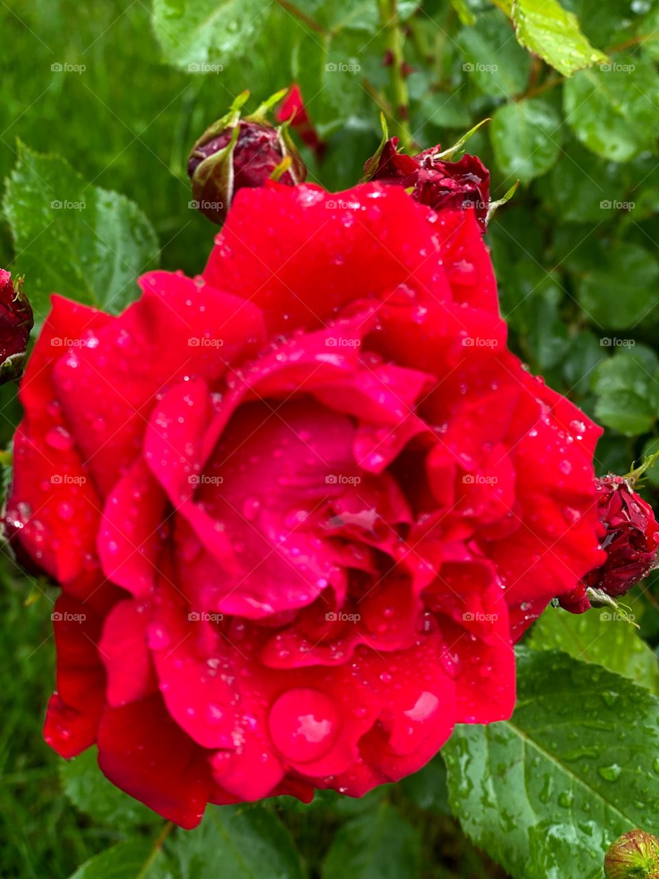 Red rose and rain