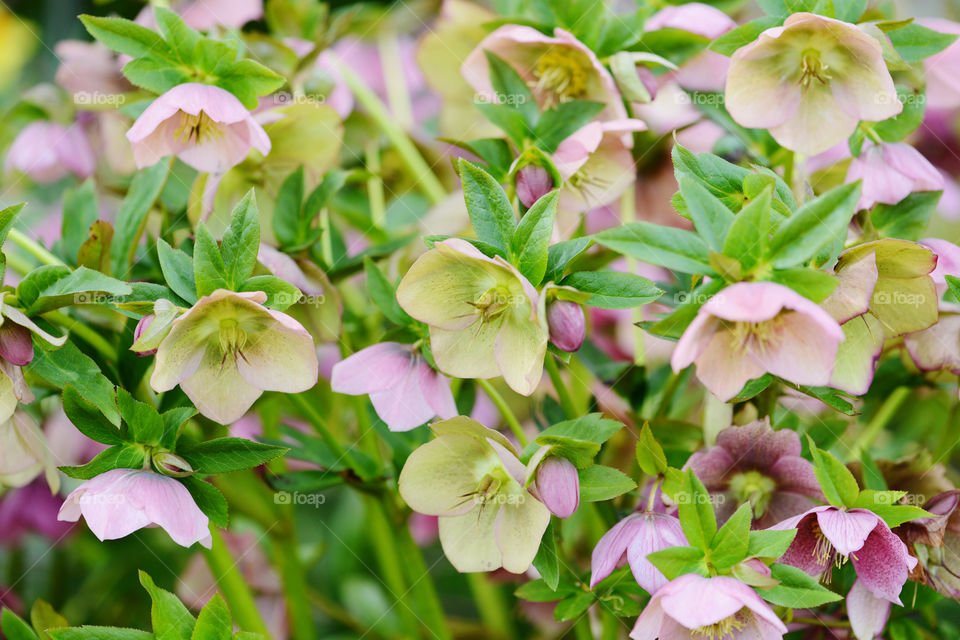 fullfram background of hellebores blossom in springtime