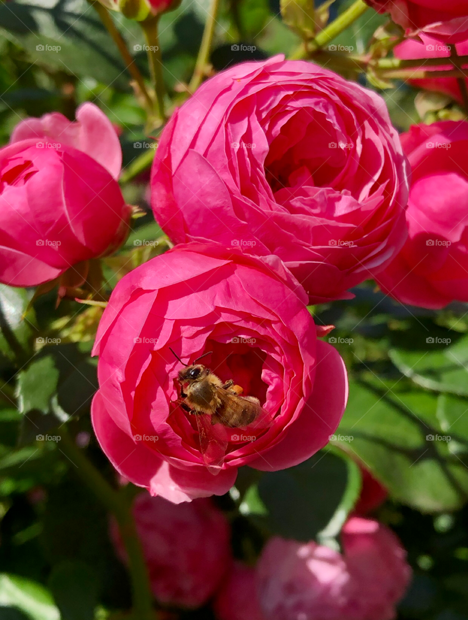 Bee peaking out from a rose