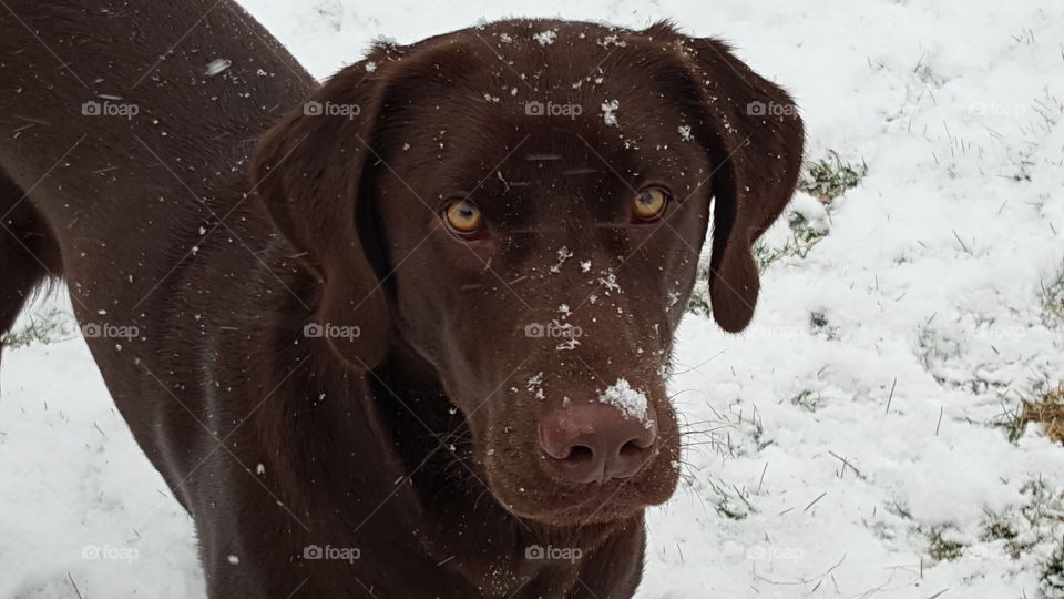 Chocolate Lab with few snow flakes across his nose